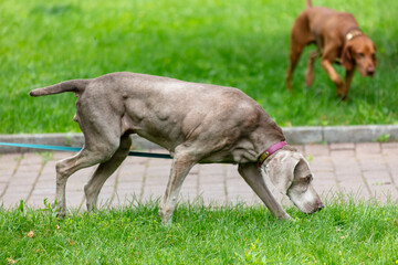 Dogs walk on green grass in the park