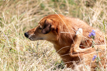 A dog scratches its ear with its paw in nature