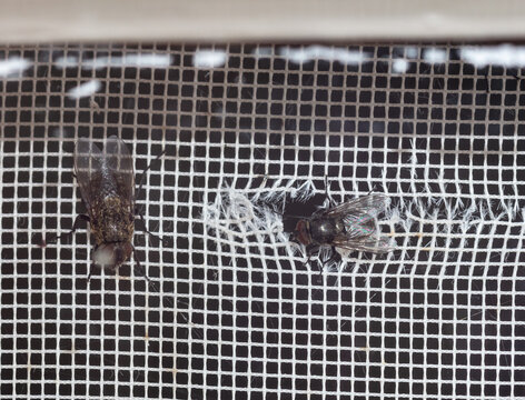 Close-up of flies on a mosquito net. Macro
