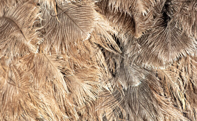 Gray feathers on an ostrich as an abstract background. Texture