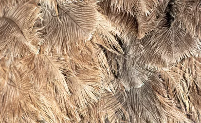Wandcirkels aluminium Gray feathers on an ostrich as an abstract background. Texture © schankz