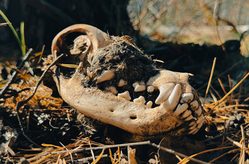 Dog skull in nature. Close-up