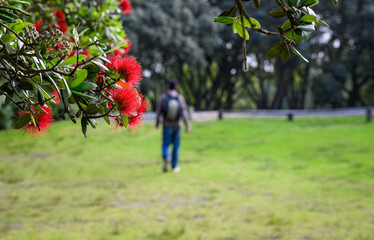 Pohutukawa trees in full bloom in summer, New Zealand Christmas Tree. Unrecognizable people walking...
