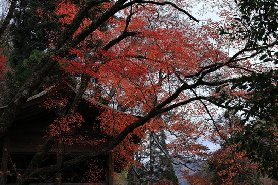 red autumn leaves, autumn colours in Kyoto, Japan