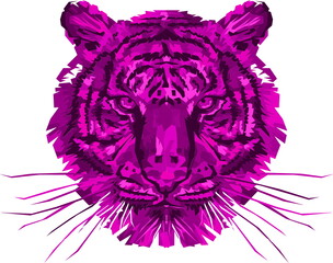 Tiger Purple