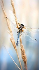 dragonfly resting on a reed