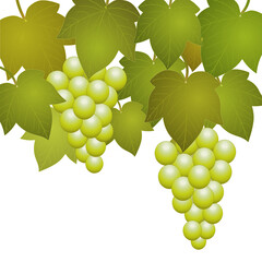 Grappes de raisins avec feuilles de vigne
