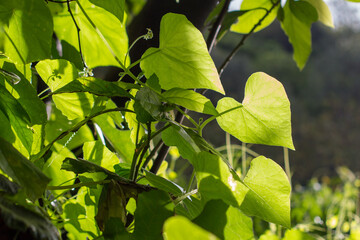 Beautifull vegetal composition with leaves of Sicyos angulatus, Colca canyon, Peru. Back of the leaves, against the light.