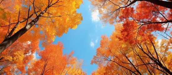 fall foliage