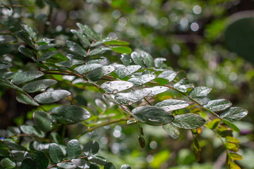 Leaves with droplets of water. Tara spinosa, commonly known as tara in Quechua, also known as Peruvian carob, or spiny holdback, a small leguminous tree or thorny shrub native to Peru. Colca Canyon. - obrazy, fototapety, plakaty