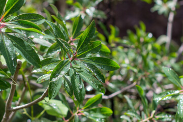 Close up of green leaves with droplets of water and dew.. Euphorbia laurifolia, a shrub or tree that grows primarily in the wet tropical biome. It is used as a medicine. Colca canyon, Peru.