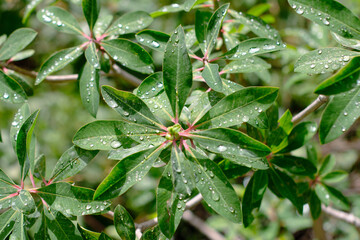 Close up of green leaves with droplets of water and dew.. Euphorbia laurifolia, a shrub or tree that grows primarily in the wet tropical biome. It is used as a medicine. Colca canyon, Peru.