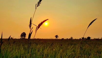 sunset in wheat field