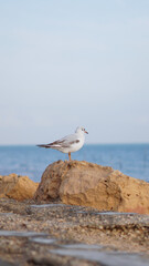 seagull on the beach