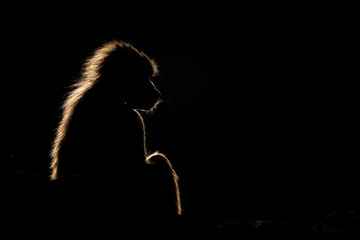 Silhouette of a monkey in a dark background. Hamadryas baboon, Papio hamadryas, The Asir Mountains,...