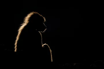 Schilderijen op glas Silhouette of a monkey in a dark background. Hamadryas baboon, Papio hamadryas, The Asir Mountains, Saudi Arabia. © Szymon Bartosz