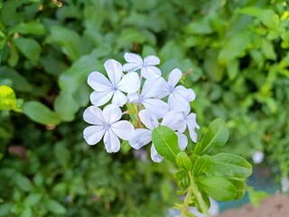 forget me not flowers