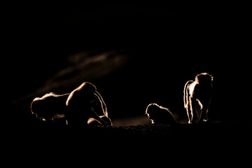 Silhouette of a monkey in a dark background. Hamadryas baboon, Papio hamadryas, The Asir Mountains, Saudi Arabia.
