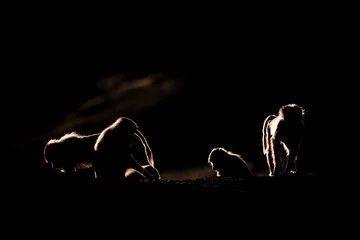 Deurstickers Silhouette of a monkey in a dark background. Hamadryas baboon, Papio hamadryas, The Asir Mountains, Saudi Arabia. © Szymon Bartosz