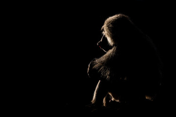 Silhouette of a monkey in a dark background. Hamadryas baboon, Papio hamadryas, The Asir Mountains,...