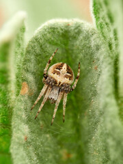 Gorse Orbweb Spider. Genus Agalenatea