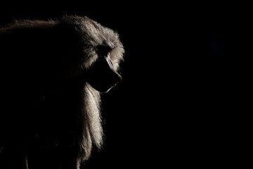 Silhouette of a monkey in a dark background. Hamadryas baboon, Papio hamadryas, The Asir Mountains,...
