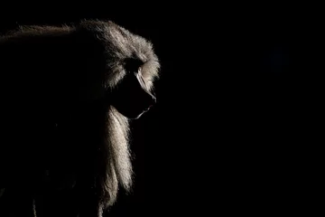 Rolgordijnen Silhouette of a monkey in a dark background. Hamadryas baboon, Papio hamadryas, The Asir Mountains, Saudi Arabia. © Szymon Bartosz
