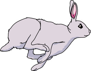 うさぎ（Rabbit）