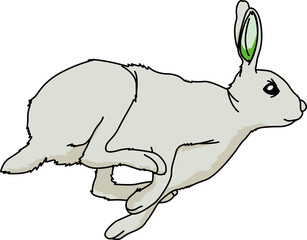 うさぎ（Rabbit）