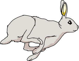 うさぎ（Rabbit）