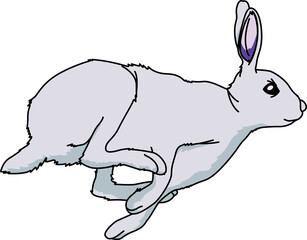 うさぎ（Rabbit）