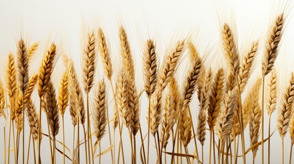 Fototapeta premium A wheat field border graphic isolated on a transpare