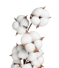 Beautiful dried cotton branch with fluffy flowers isolated on white