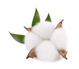 Beautiful fluffy cotton flower isolated on white