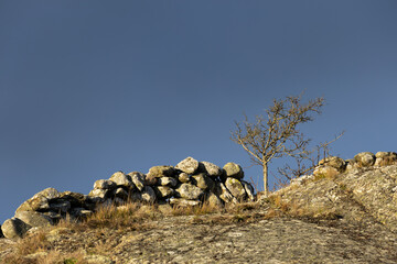 Lonely tree, boulder fence and rock with half image copy space