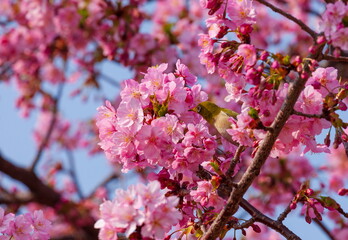 河津桜とメジロ