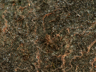 ground spider camouflaged on a rock. tama edwardsi