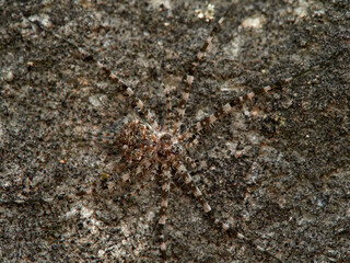 ground spider camouflaged on a rock. tama edwardsi