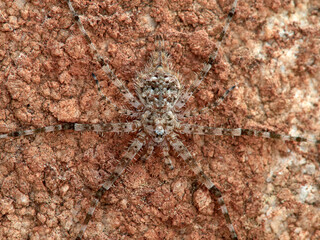 ground spider camouflaged on a rock. tama edwardsi