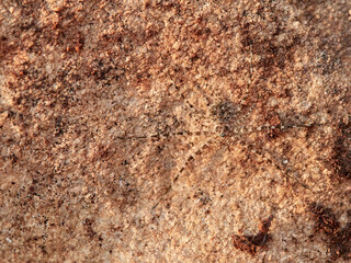 ground spider camouflaged on a rock. tama edwardsi