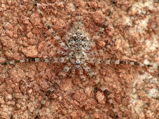 ground spider camouflaged on a rock. tama edwardsi