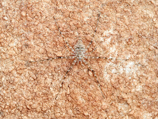 ground spider camouflaged on a rock. tama edwardsi