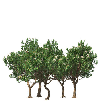 Angophora hispida, dwarf apple, mallee, evergreen, small tree, bush, tree, big tree, light for daylight, easy to use, 3d render, isolated