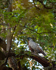koklass pheasant or Pucrasia macrolopha closeup or portrait high altitude bird in natural green background perch on tree at foothills of himalaya during winter wildlife excursion at uttarakhand india