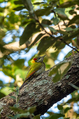 Lesser yellownape or Picus chlorolophus woodpecker bird perched on branch in natural scenic background at foothills of himalaya forest uttarakhand india asia