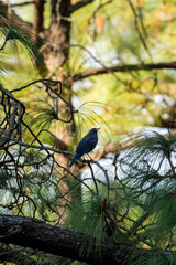 Blue whistling thrush or Myophonus caeruleus bird perched high on pine tree at foothills of...