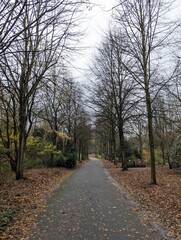 Waldweg im Herbst