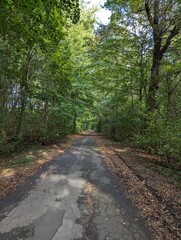 Fototapeta premium Waldweg