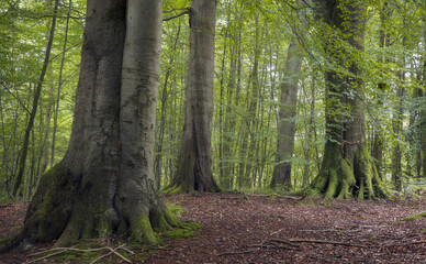 Tranquil Forest Grove Surrounded by Lush Greenery, Grasten Forest, Denmark - obrazy, fototapety, plakaty