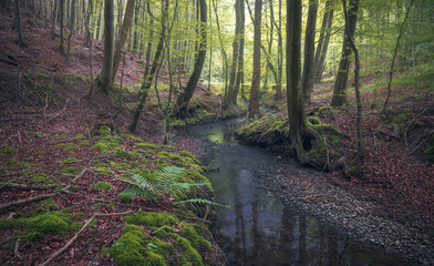 Tranquil Autumn Forest with Sunlit Creek in Woodland